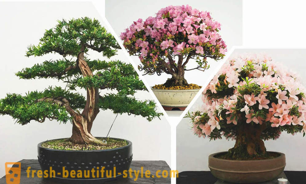 Simplifier, voici, bonsaïs: les règles du style oriental à l'intérieur
