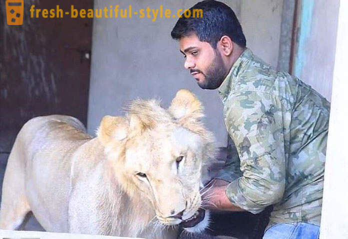 Deux frères du Pakistan ont apporté un lion nommé Simba