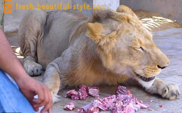Deux frères du Pakistan ont apporté un lion nommé Simba