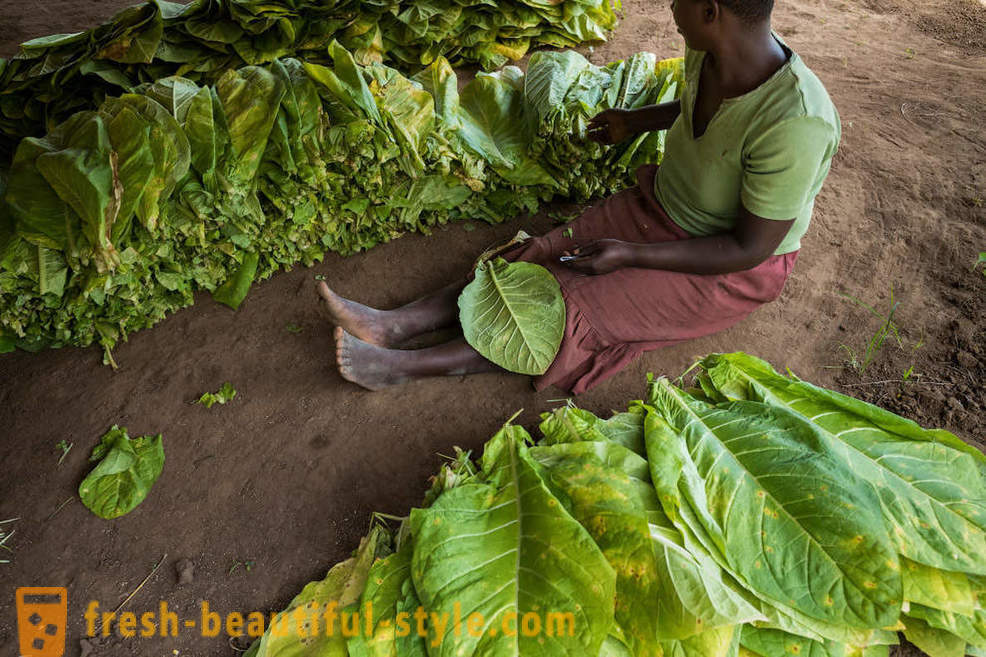 Plantation de tabac du Malawi