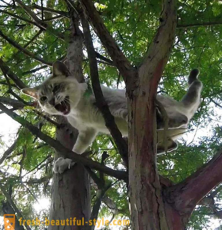 Retraités américains, grimper aux arbres, les sauvetages chats