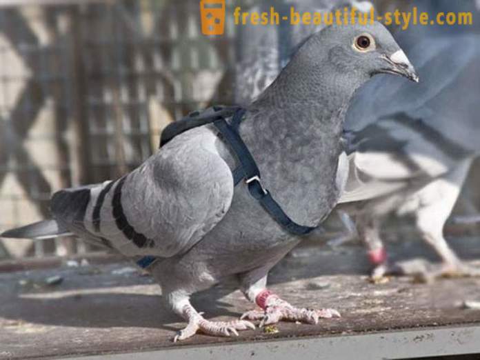 Faits intéressants de l'histoire du pigeon