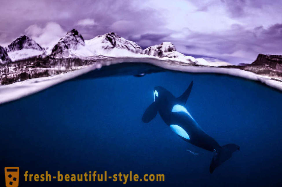 Images incroyables des gagnants du concours de photographie sous-marine