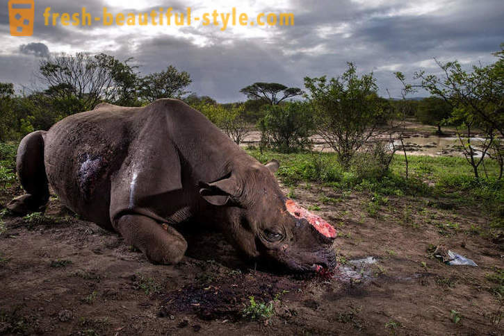 Fotorassledovanie: La chasse aux cornes de rhinocéros