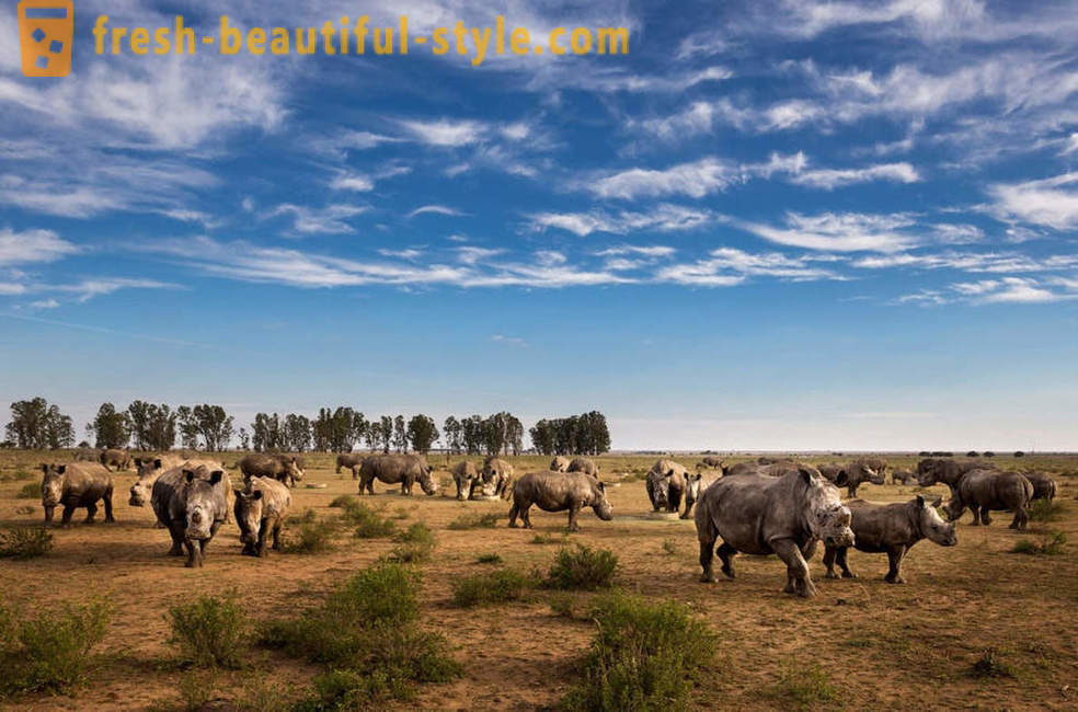 Fotorassledovanie: La chasse aux cornes de rhinocéros