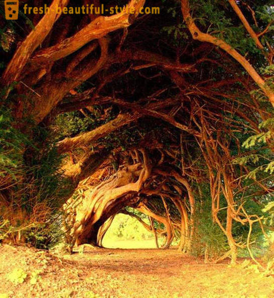 La plupart des tunnels d'arbres intéressants