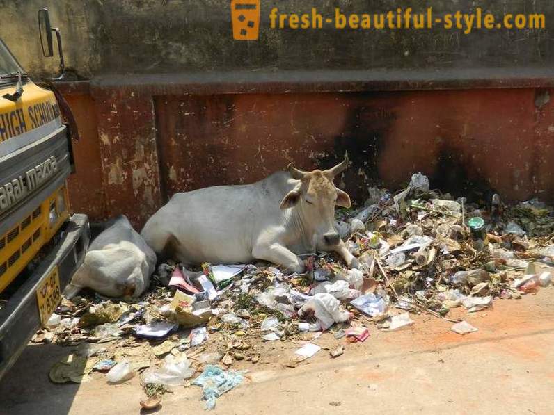 Vaches Stray - L'un des problèmes de l'Inde