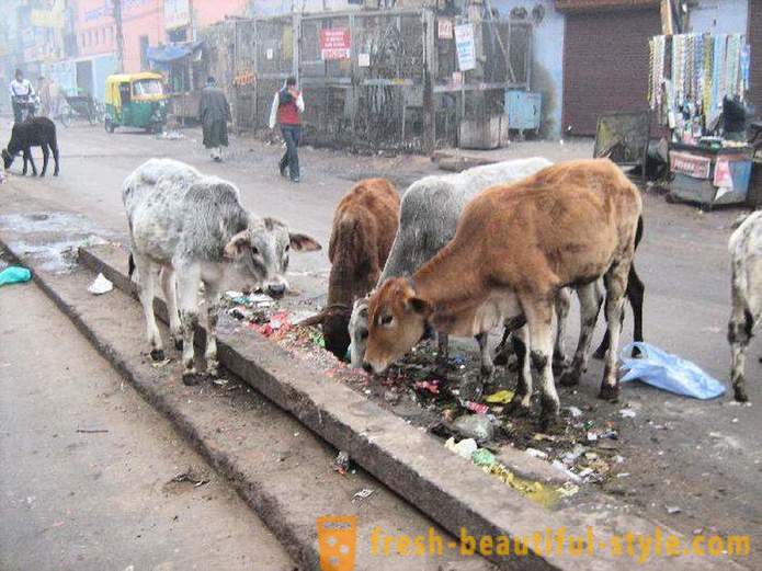 Vaches Stray - L'un des problèmes de l'Inde