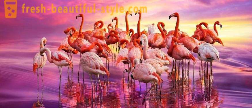Flamingo - quelques-unes des espèces d'oiseaux les plus anciennes