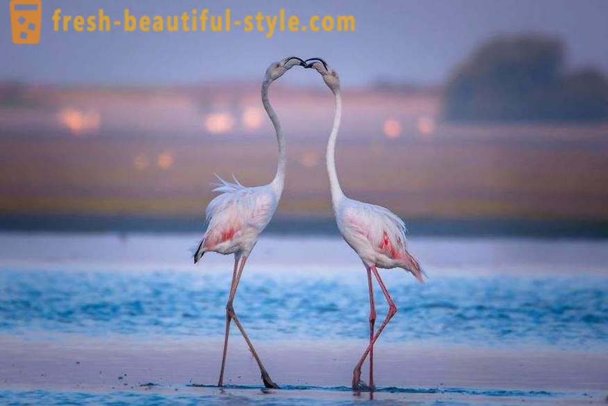 Flamingo - quelques-unes des espèces d'oiseaux les plus anciennes