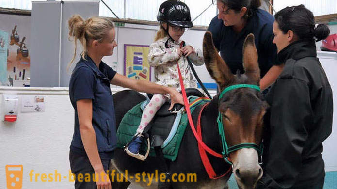 Zoothérapie: une jeune fille muette a commencé à parler à travers un âne
