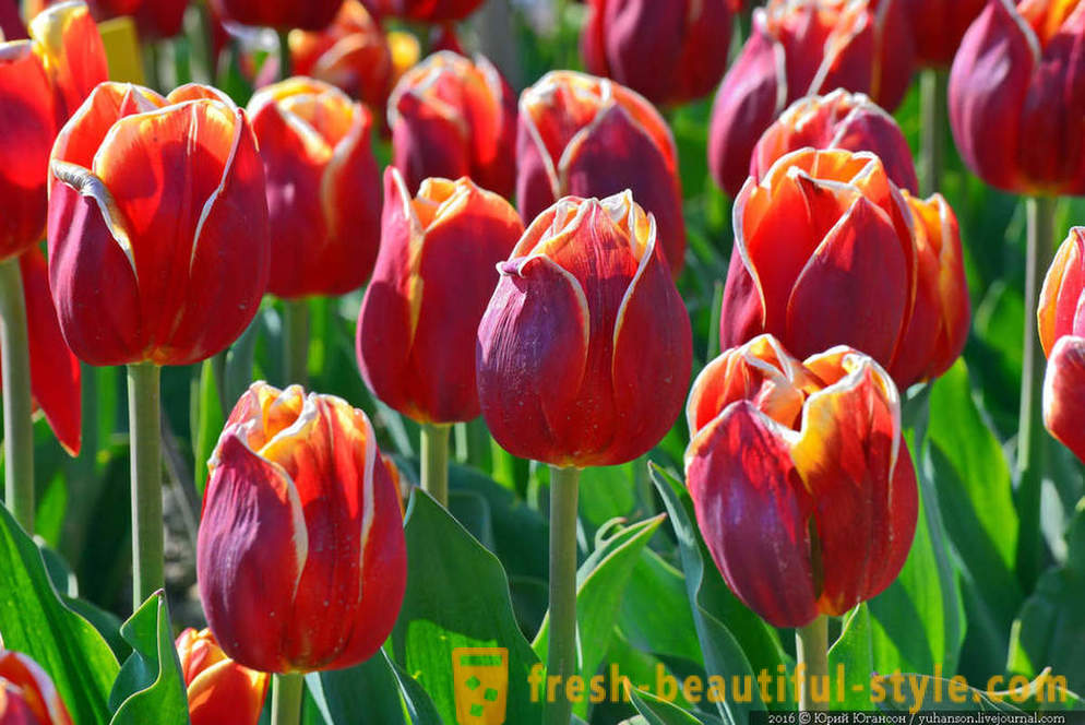 Beauté tulipes Crimée dans le jardin Nikitsky