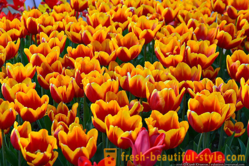 Beauté tulipes Crimée dans le jardin Nikitsky
