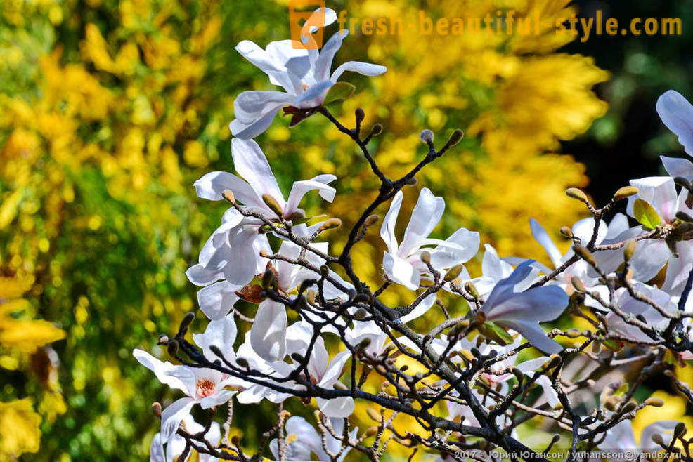Belles fleurs magnolias de Crimée
