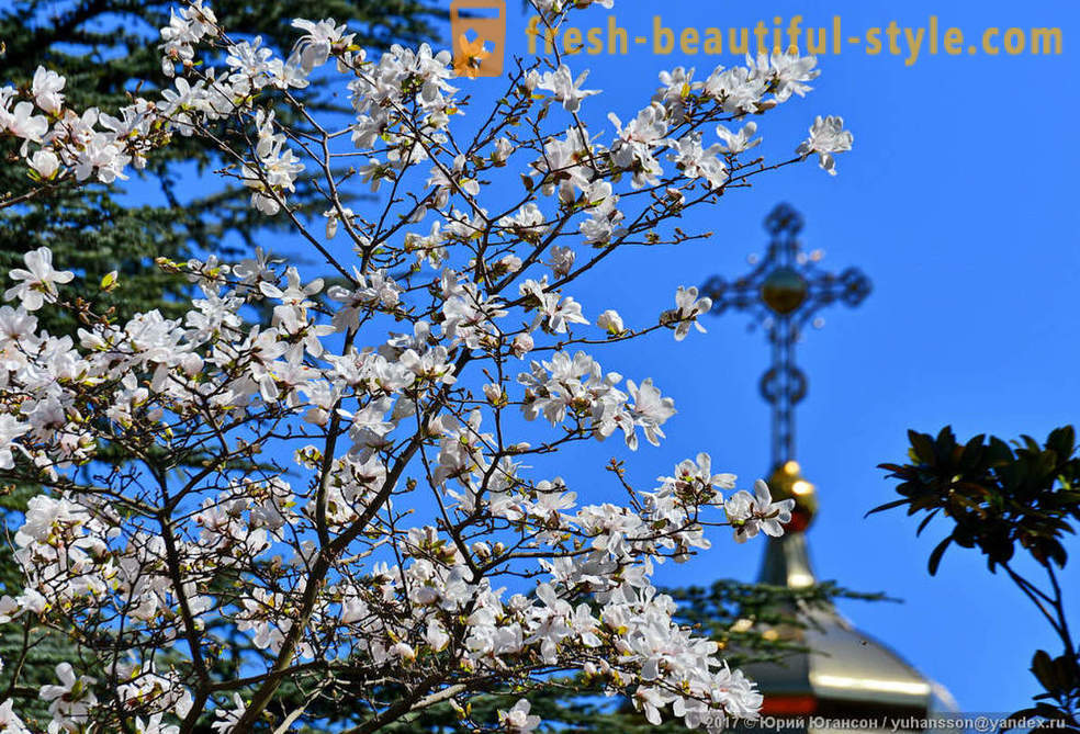 Belles fleurs magnolias de Crimée