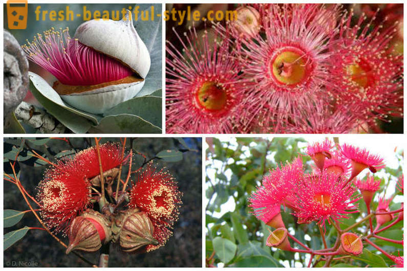 Eucalyptus Floraison et d'autres merveilles de la nature