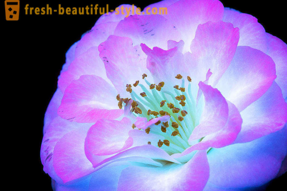 Photographies éblouissantes de fleurs, éclairées par la lumière ultraviolette