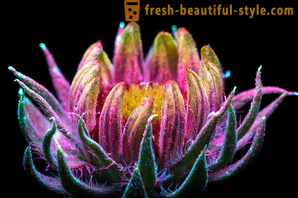 Photographies éblouissantes de fleurs, éclairées par la lumière ultraviolette
