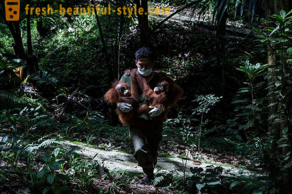 En Indonésie orangs-outans