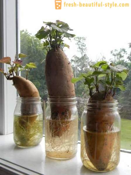 15 cultures de légumes qui peuvent être cultivées sur un rebord de fenêtre à la maison