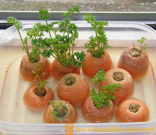 15 cultures de légumes qui peuvent être cultivées sur un rebord de fenêtre à la maison