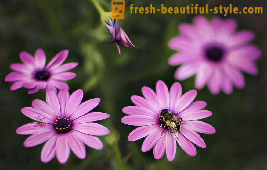 La beauté des fleurs dans la photographie macro. Belles images de fleurs.