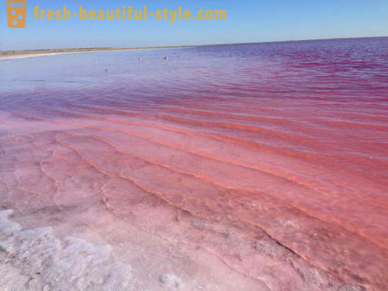 En Russie, il y a un lac, que chaque Août se transforme en une « gelée rose »