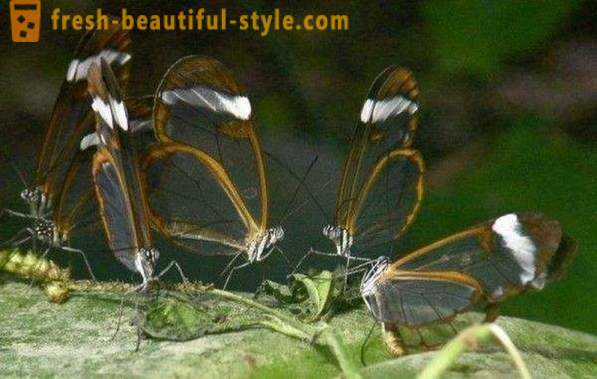 Sesiidae Incroyable papillon