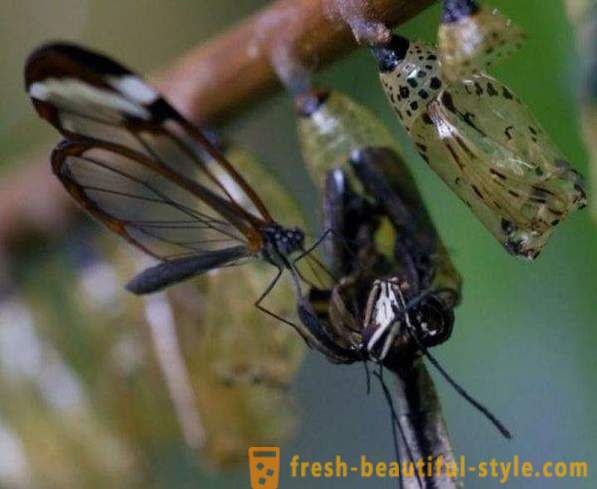 Sesiidae Incroyable papillon
