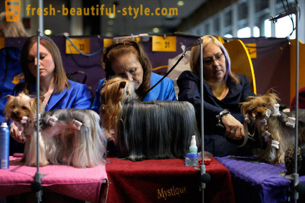 Westminster Dog Show Kennel Club 2016
