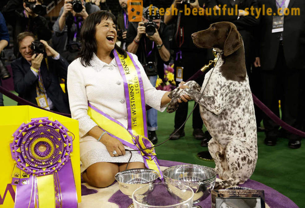 Westminster Dog Show Kennel Club 2016