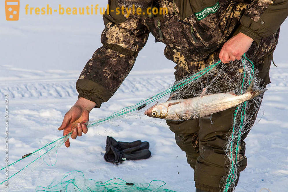 Comment les rybinspektory sur Baïkal