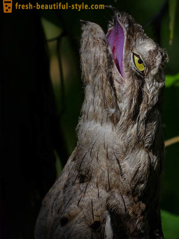 10 oiseaux avec des mécanismes de défense les plus insolites