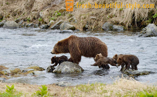 Ou peut-être pas unique au film russe à propos de la famille des ours?