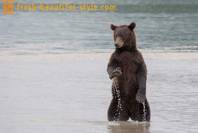 Primordial Kamtchatka: les ours terrestres