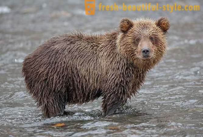 Primordial Kamtchatka: les ours terrestres