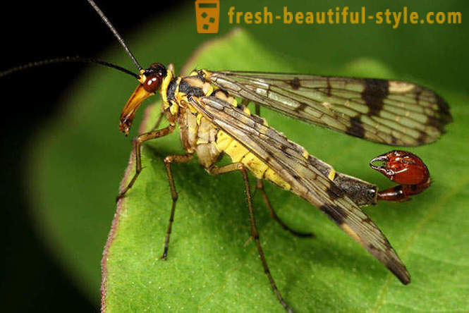 10 des scarabées de la planète les plus terribles