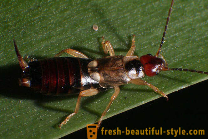 10 des scarabées de la planète les plus terribles