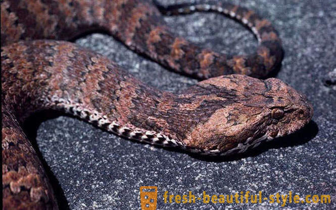 Les serpents les plus dangereux dans le monde