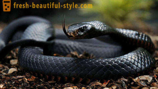 Les serpents les plus dangereux dans le monde