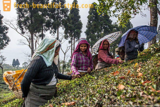 Comment recueillir la première récolte de thé de cette année