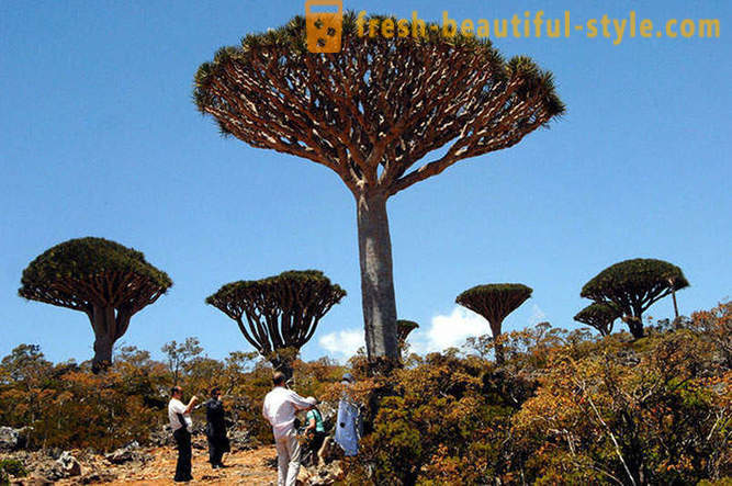 Voyage à l'île de Socotra