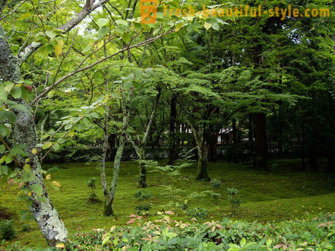 Jardin Moss au Japon