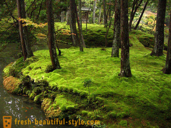 Jardin Moss au Japon