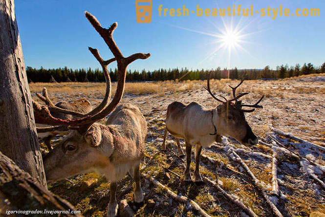 A la recherche du Père Noël dans le renne sibérien husky