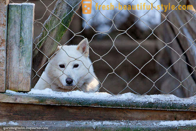 A la recherche du Père Noël dans le renne sibérien husky