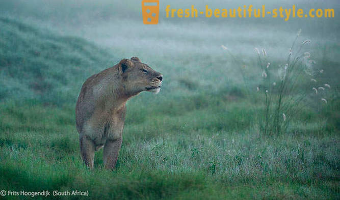 Les gagnants de la photos de la faune concours 2012