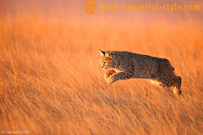 Les gagnants de la photos de la faune concours 2012