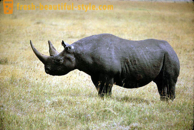 Le plus grand animal terrestre dans le monde