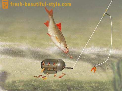 Roach - poissons de la famille des carpes. Description et photo. Comment attraper le cafard?